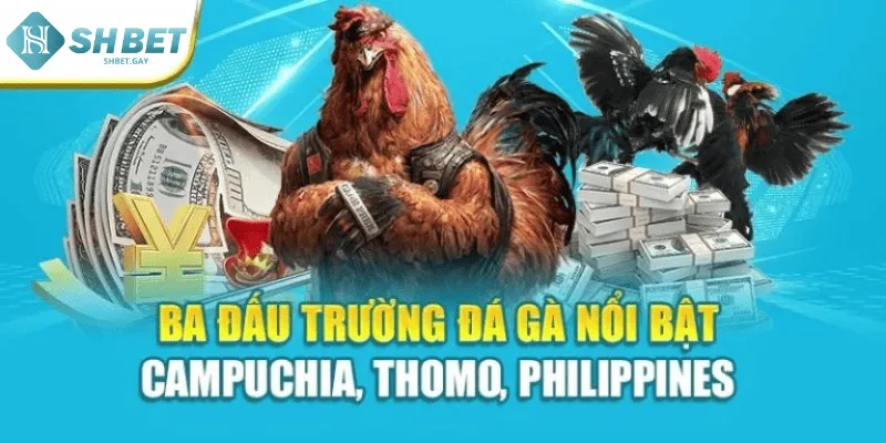 Ba đấu trường đá gà nổi bật – Campuchia, Thomo, Philippines