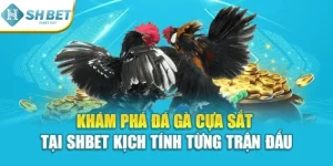 Đá Gà Cựa Sắt