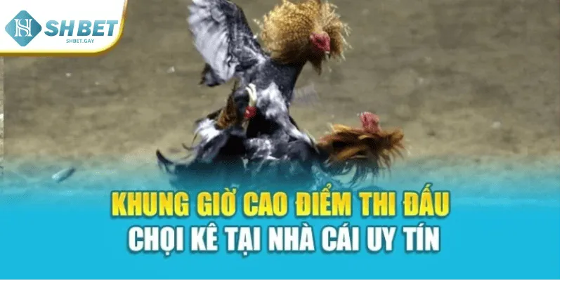 Khung giờ cao điểm thi đấu chọi kê tại nhà cái uy tín