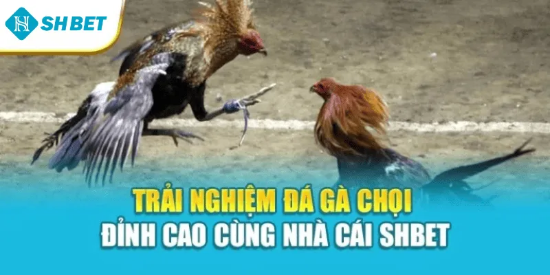 rải Nghiệm Đá Gà Chọi Đỉnh Cao Cùng Nhà Cái Shbet