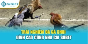 Đá Gà Chọi