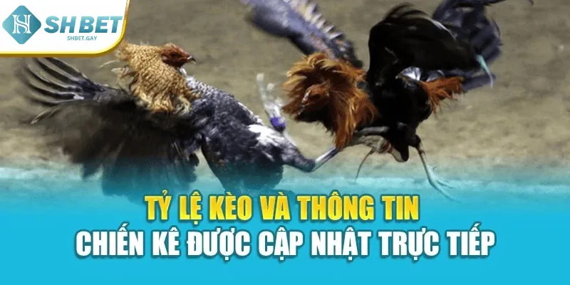 Tỷ lệ kèo và thông tin chiến kê được cập nhật trực tiếp